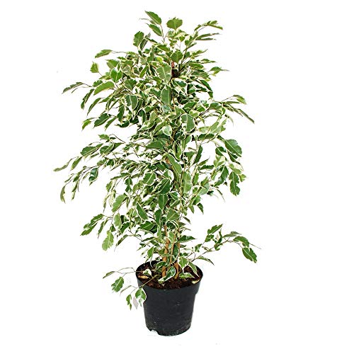 Exotenherz - Ficus benjamini 'Twighlight' im 17cm Topf
