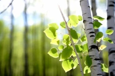 Nordic magic: the mystical journey of the birch infusion