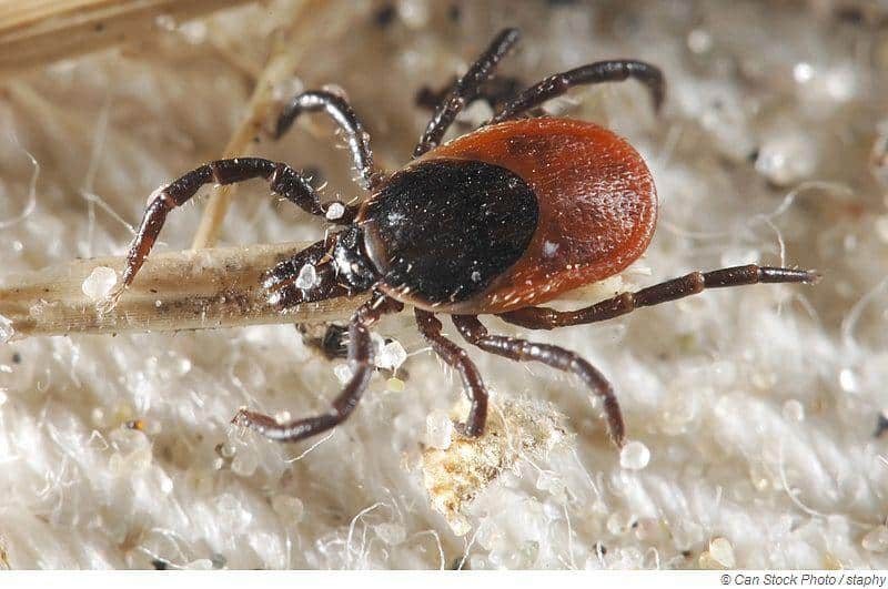 Sauna bei Lyme-Borreliose