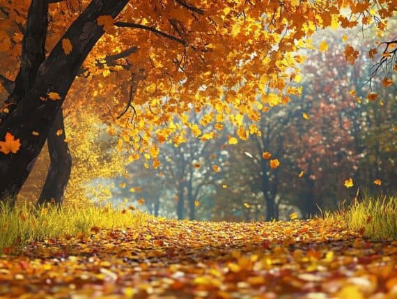 Warum Herbst-Rituale jetzt so wichtig sind